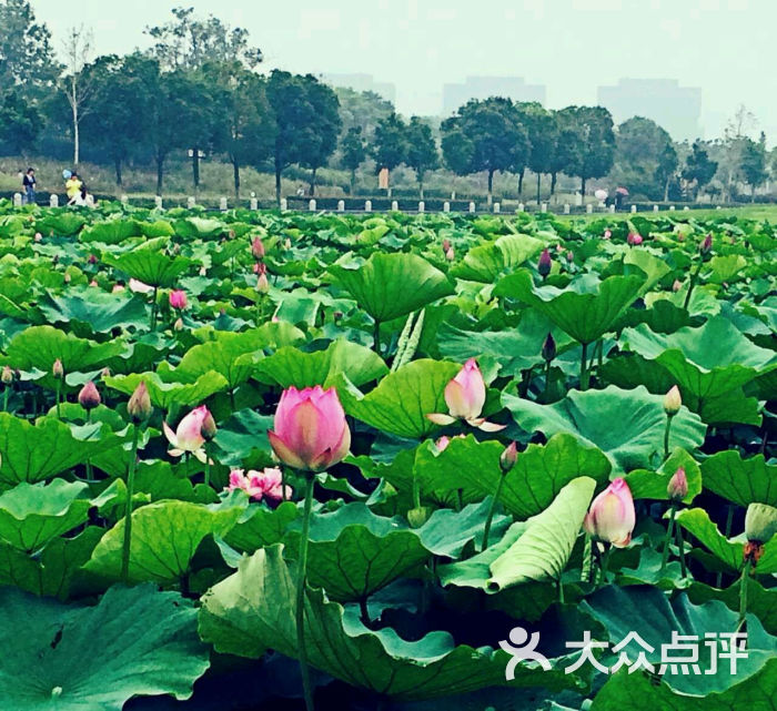 莲花湖公园图片 - 第4张