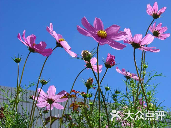 格桑花