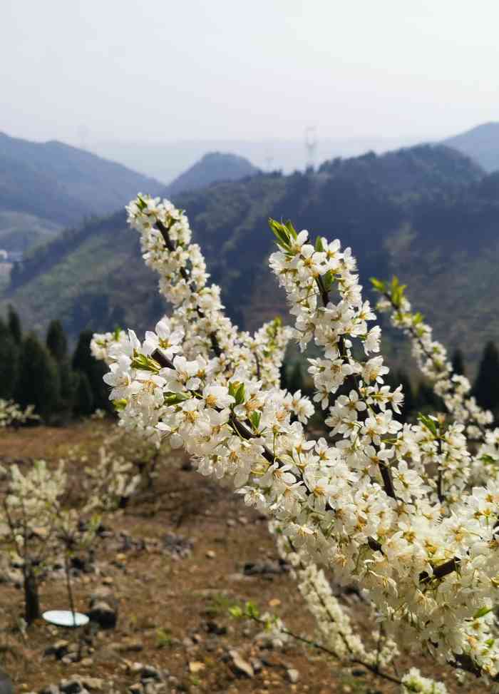 印盒李花生态旅游区