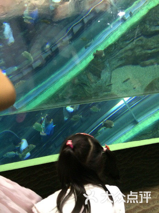 上海海洋水族馆水中电梯图片 - 第37张
