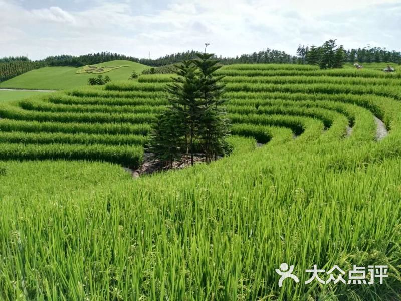 迪茵湖田家舍生态农场梯田图片 第11张