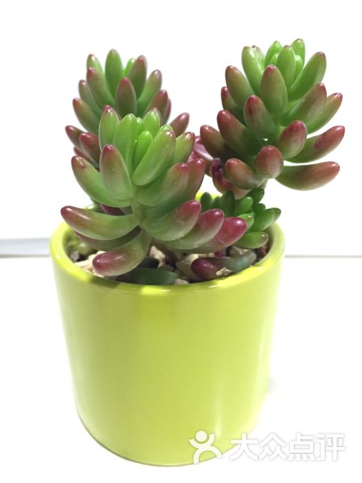 Meeting Flowers 遇见花艺(新乐路)-图片-成都购