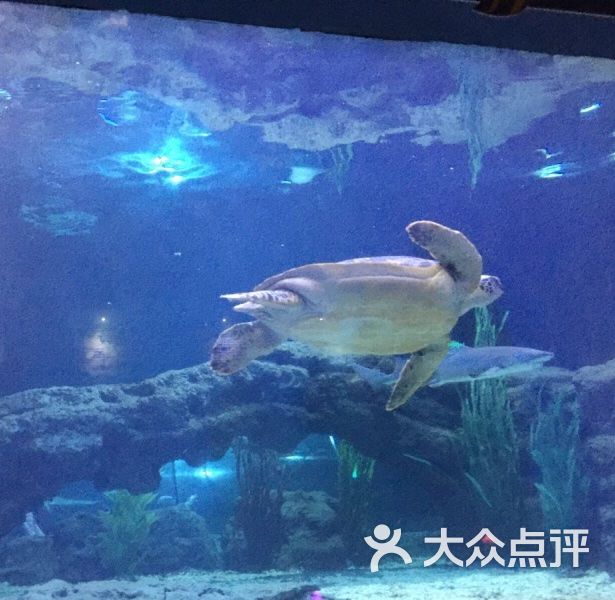 郑州海洋馆图片 第3张