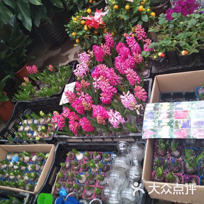 曹庄子花卉市场图片-北京花店-大众点评网