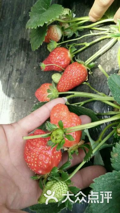 草莓红草莓采摘(郑州黄河滩)-图片-郑州景点