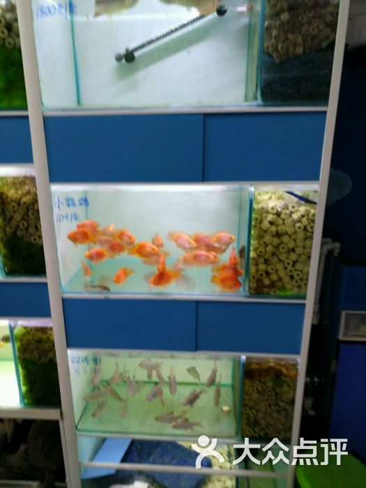 艾喜力观赏鱼水族馆(回龙观分店)图片 - 第4张