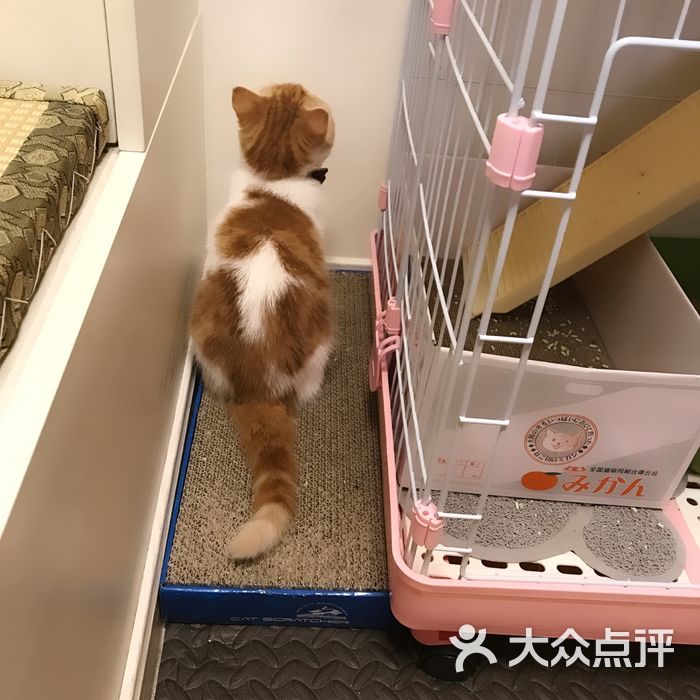 猫大大cfa 名猫舍图片-北京宠物店-大众点评网