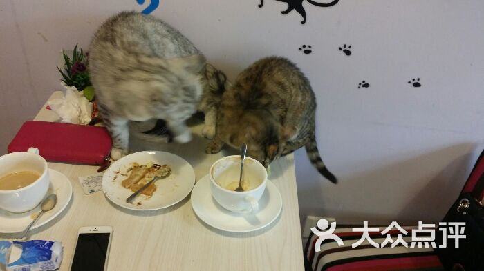 吃饭睡觉打豆豆猫咪咖啡店图片 - 第1759张