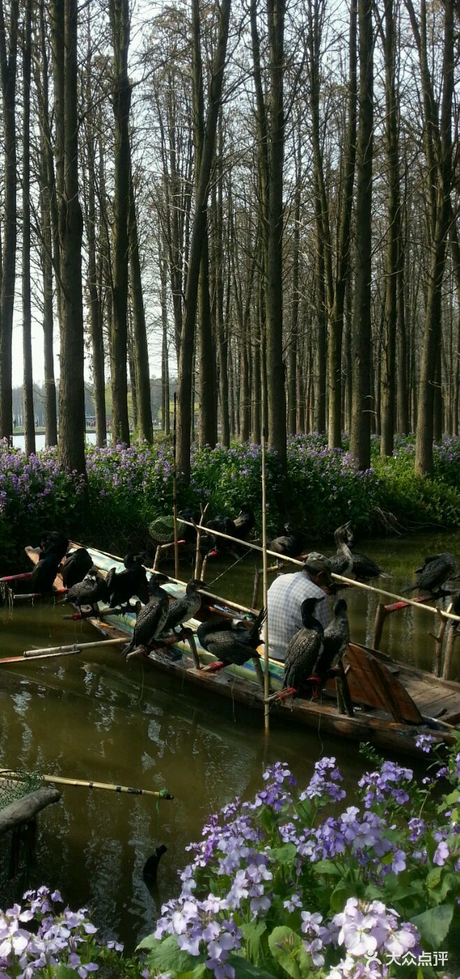 李中水上森林景区-图片-兴化市周边游-大众点评网