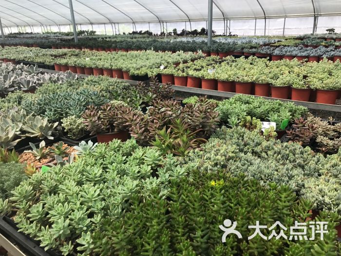 艺景天多肉花卉基地图片 - 第4张
