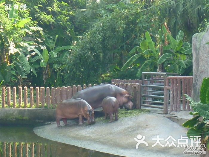 深圳野生动物园河马一家图片 - 第15张