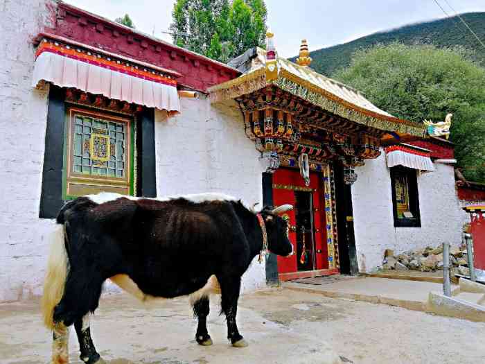 青普寺"青普寺位于西藏山南,相传莲花生大师在该寺-大众点评移动版