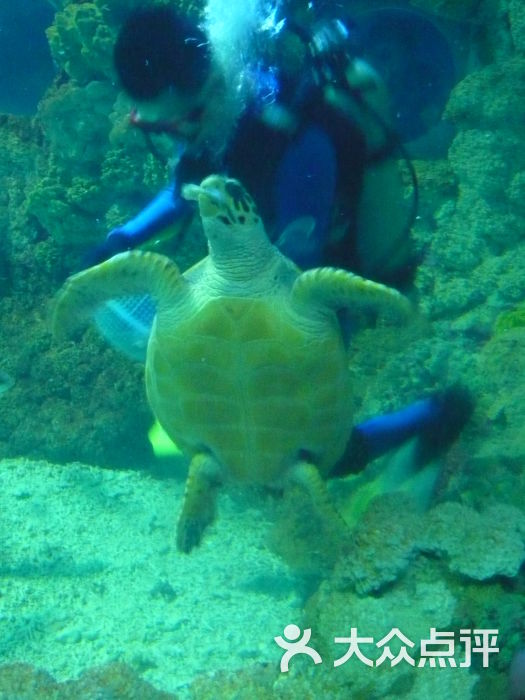 青岛海昌极地海洋公园海龟图片 - 第115张
