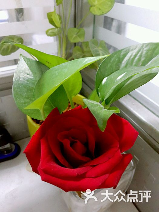 信心花舍-图片-长沙购物-大众点评网