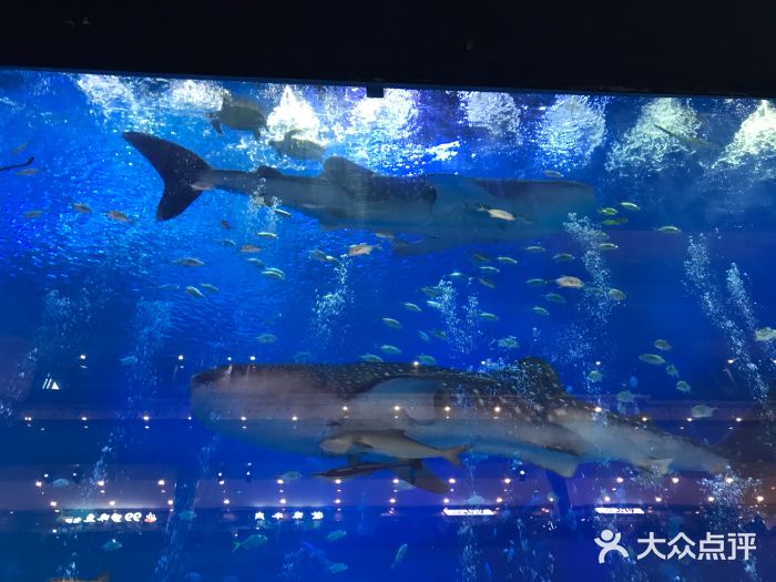 成都浩海立方海洋公园-图片-双流区景点/周边游-大众点评网