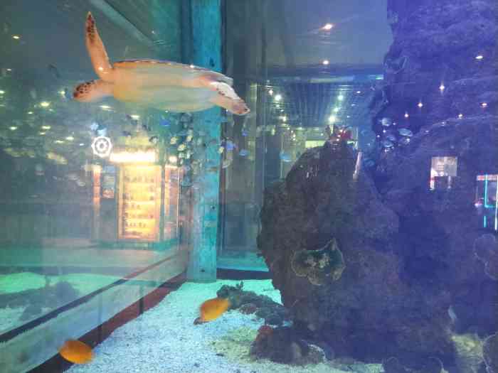 鎏嘉码头水族馆-"这个水族馆就在刘家码头1楼的中间,.