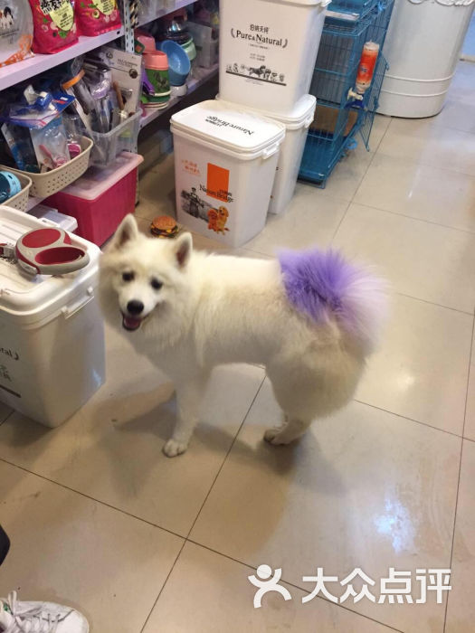 银都宠物店的点评