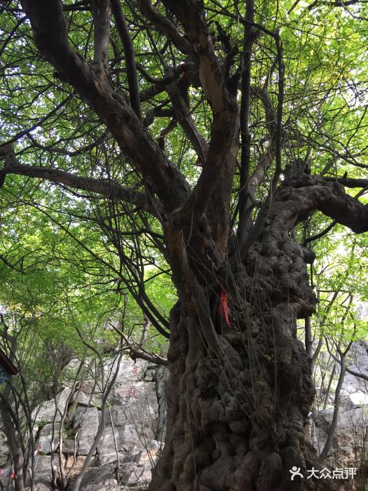 冠世榴园青檀寺-图片-枣庄周边游-大众点评网