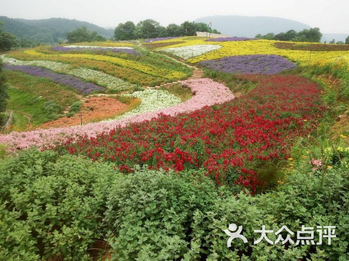 玉泉花海-图片-当阳市周边游-大众点评网