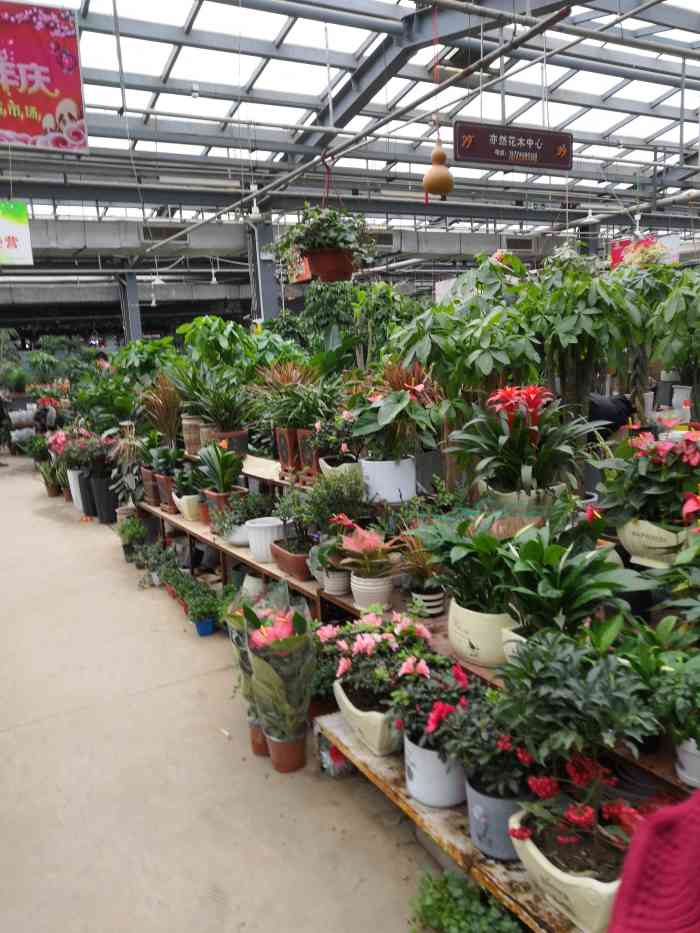 徐州植物园花卉奇石市场-"看起来很好,准备有机会就去