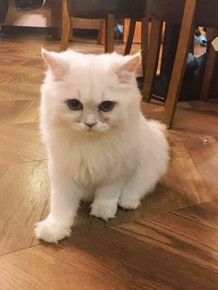 蓝鲸地下吸猫场所·猫咖啡厅