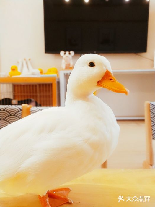 cute duck club·冲鸭俱乐部柯尔鸭图片