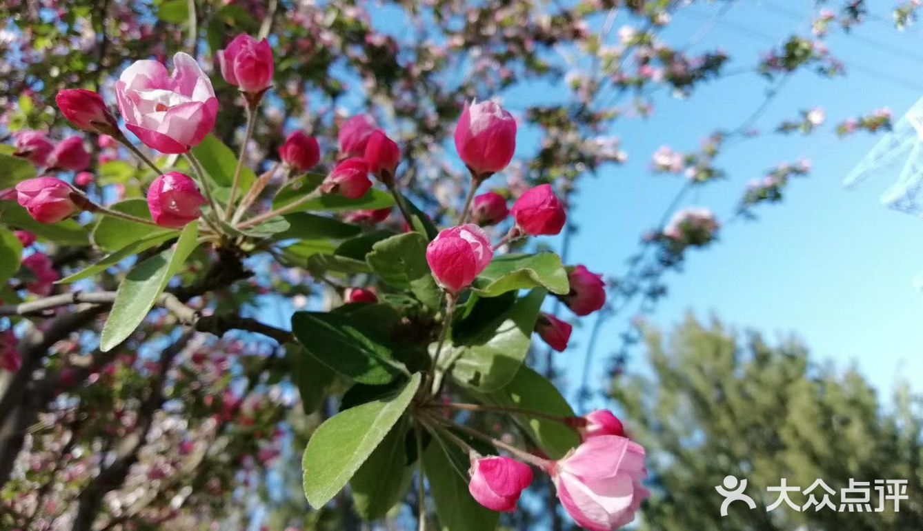 春天赏花好去处