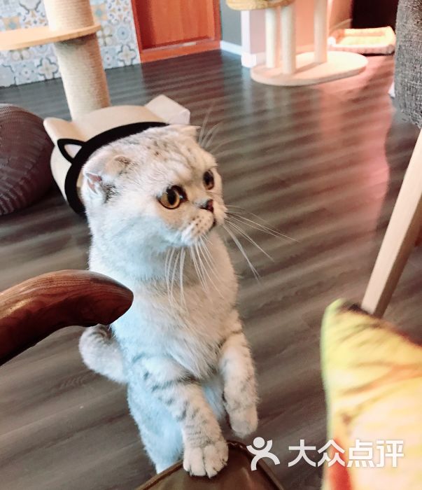 猫小主猫咖啡&cat cafe图片 - 第11张