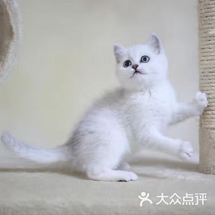 靓猫咪咪宠物店-图片-上海宠物