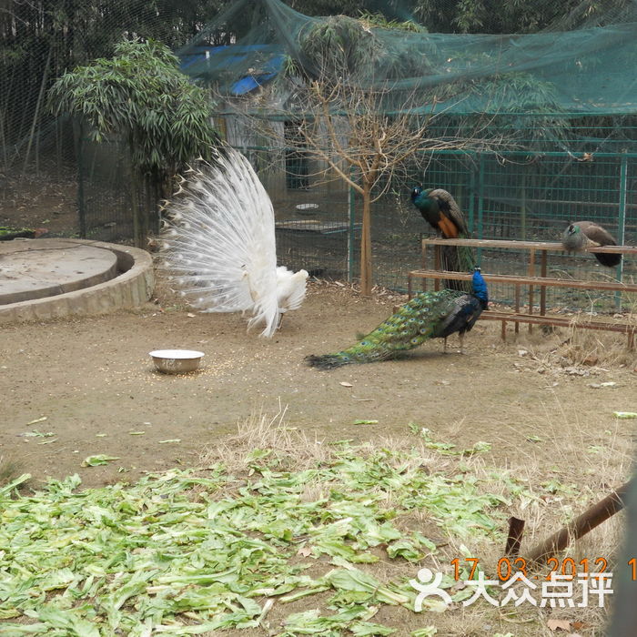 南京工业大学68~可怜的孔雀图片-北京大学-大众点评网