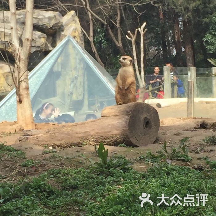 红山森林动物园考拉馆