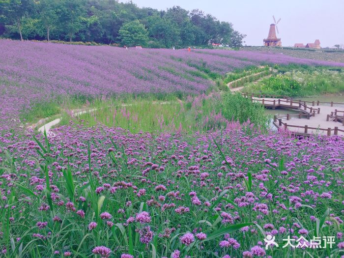 大塘金香草谷图片