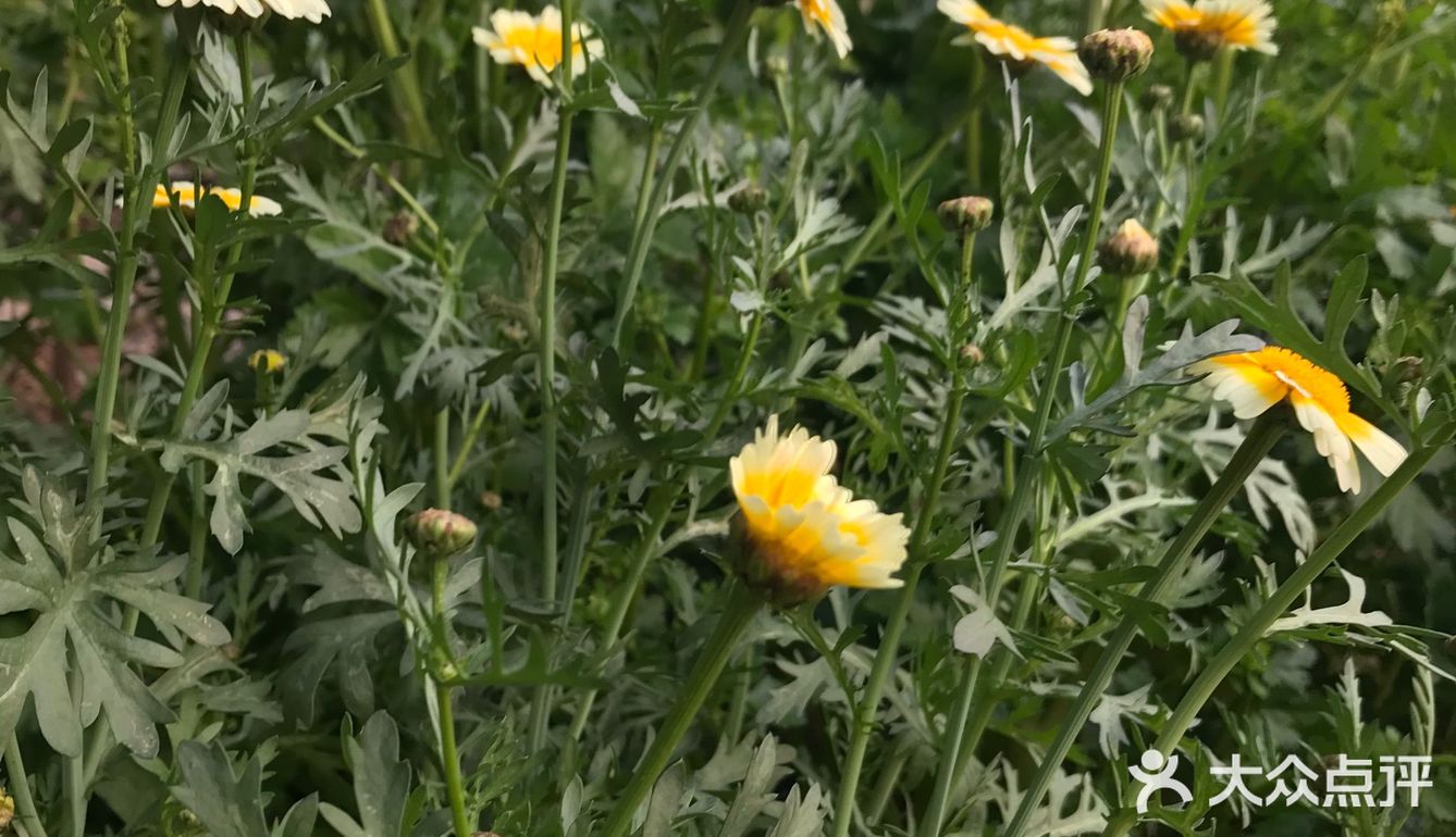 桐花菜(在福建等地也叫鹅菜,义菜)