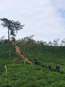 文新茶庄园"今年国庆是品着信阳毛尖渡过的.朋友说喝.