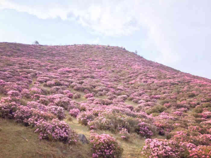 马鹿塘杜鹃花海景区-"禄劝马鹿塘花海的杜鹃花每年4月