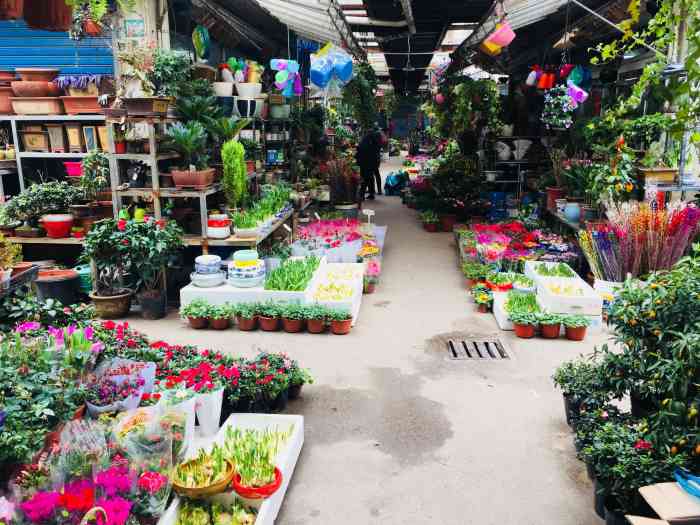三林花鸟市场-"什么都不行,环境差,植物少!服务态度很