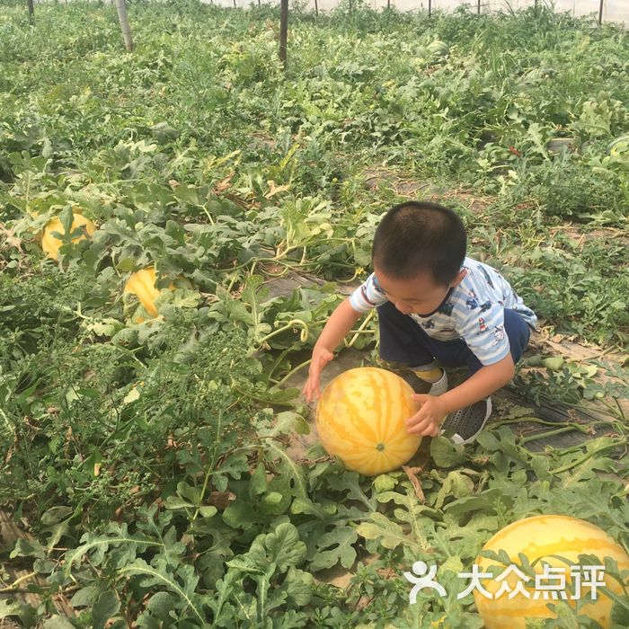 大兴庞各庄锦华西瓜采摘园