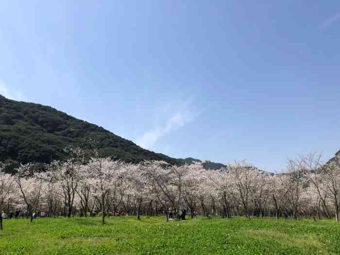 宛委山樱花林"朋友圈大神看到的片子,内心就蠢蠢欲动,他.