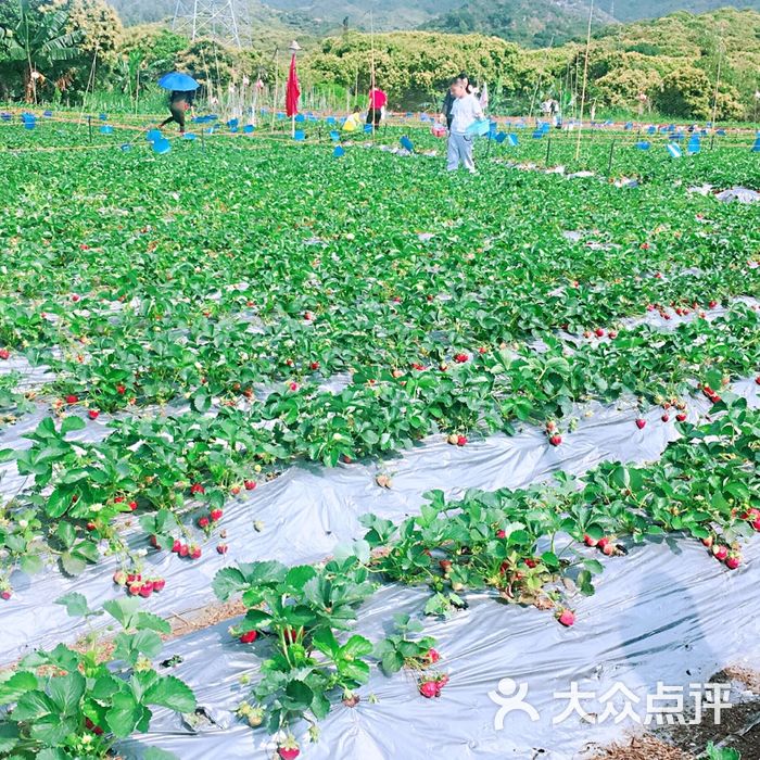 土哥草莓园农场