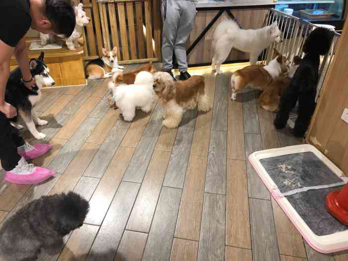 狗富贵狗狗体验馆·萌宠·狗咖·咖啡·奶茶-"[环境]!