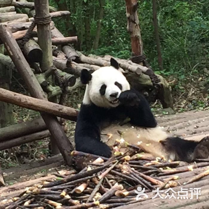 成都动物园图片 - 第4张