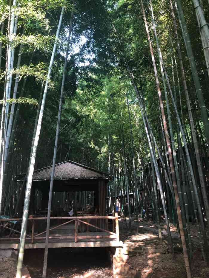 竹林茶室-"特别喜欢这个茶室感觉身处大自然,环境特别