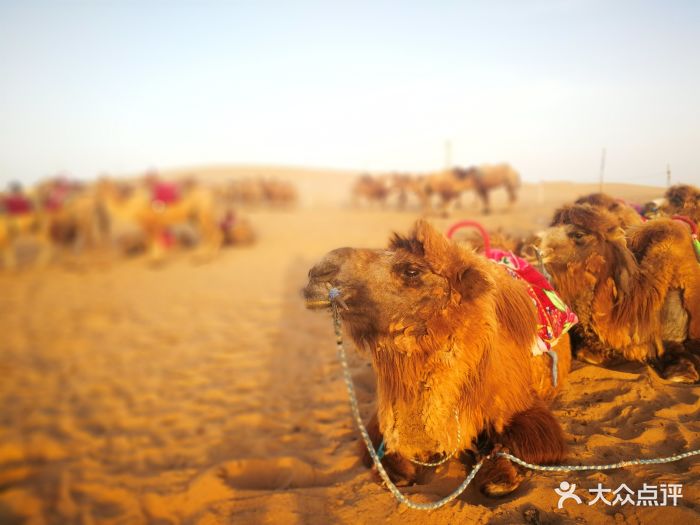 Ningxia: Desiertos, qué ver, comida, etc. - Foro China, Taiwan y Mongolia