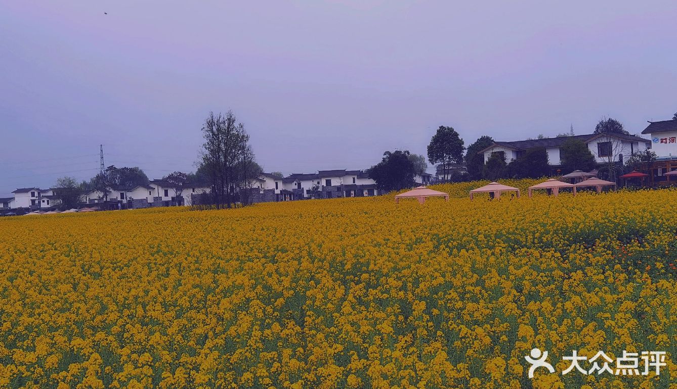 spring之崇州油菜花