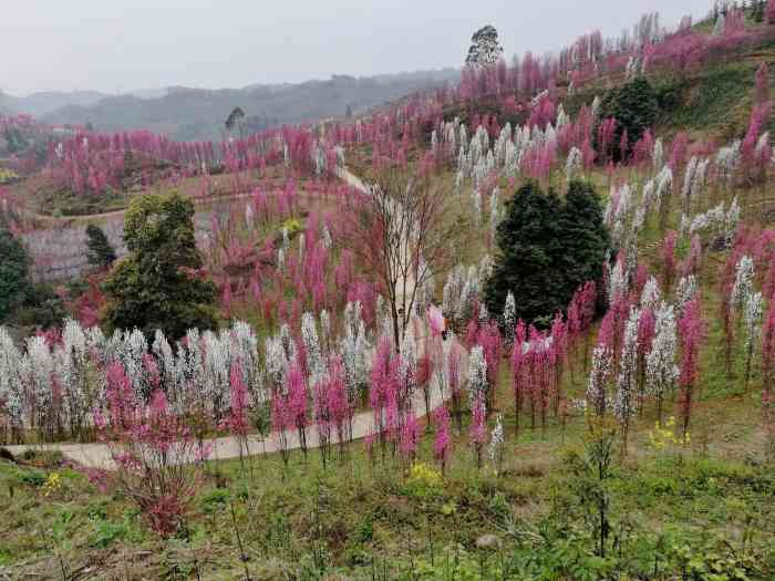 金星乡桃花寨