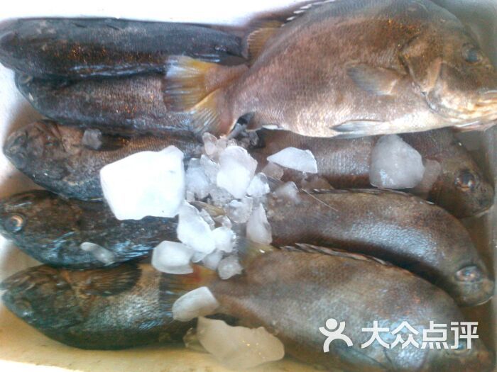 特色海猴子鱼和黑头鱼-陌强网络