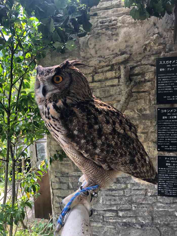 哈利波特猫头鹰-"海德薇[色]me来啦[鼓掌][鼓掌][鼓.