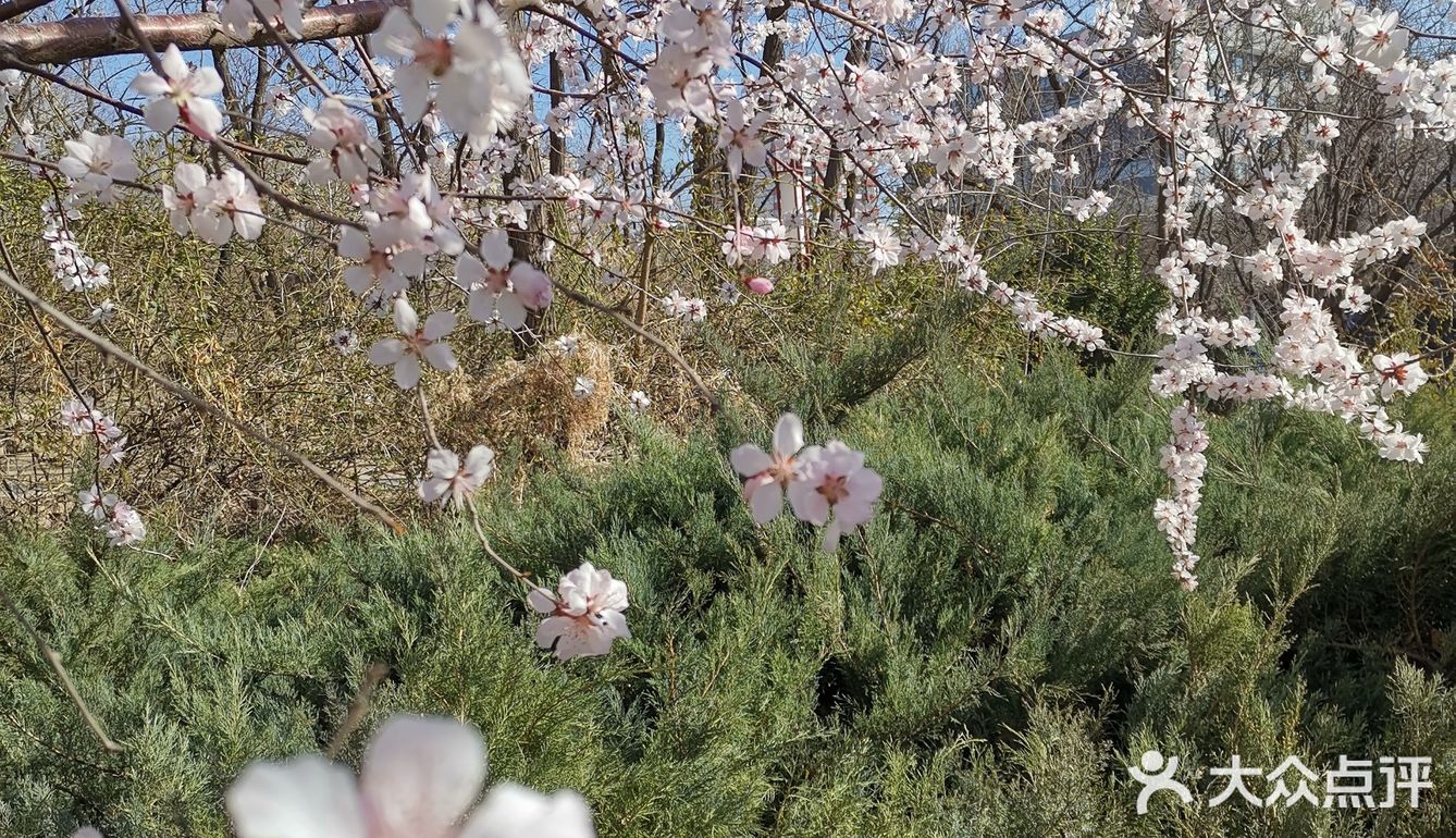不知何时花开成片,是樱花,是桃花,是杏花