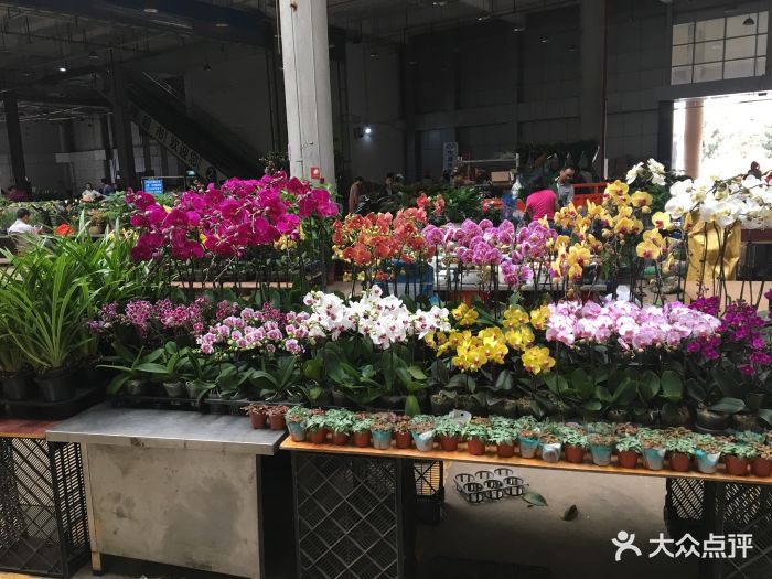 斗南花卉市场图片 - 第1007张