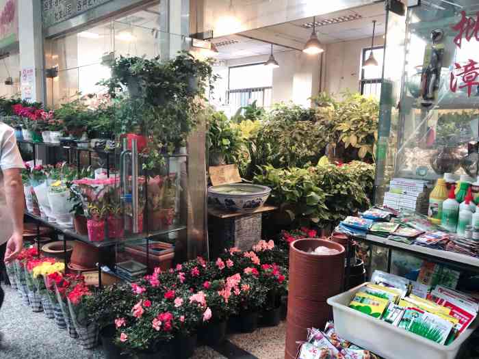 杨浦公园花鸟市场-"单位要填绿萝,就选了家门口的花鸟